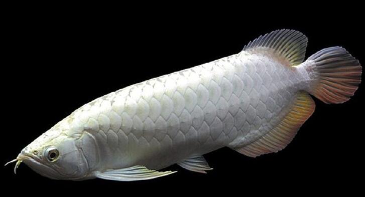 银龙鱼繁殖需要什么条件