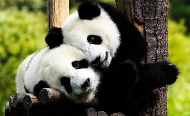 大熊猫为什么被视为中国的国宝？