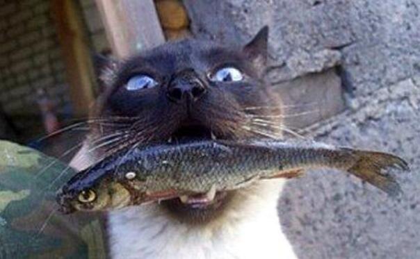 猫吃鱼会被鱼刺卡吗