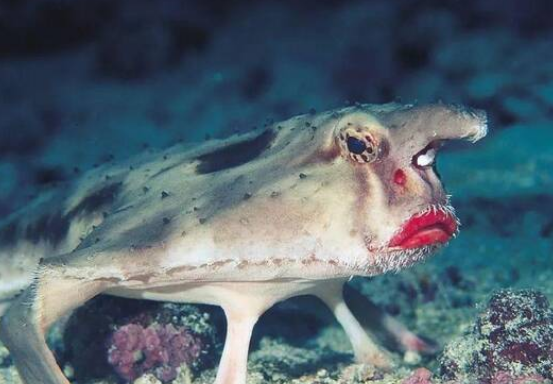 水滴鱼最吓人的图片图片
