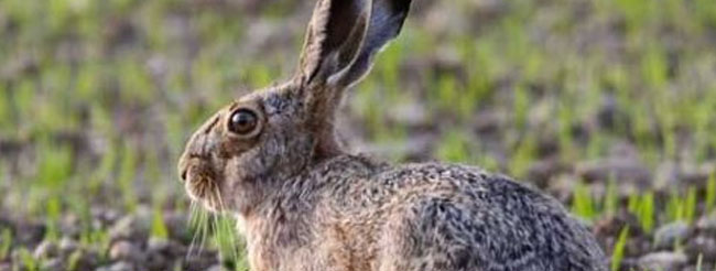 <b>野兔和家兔的区别</b>