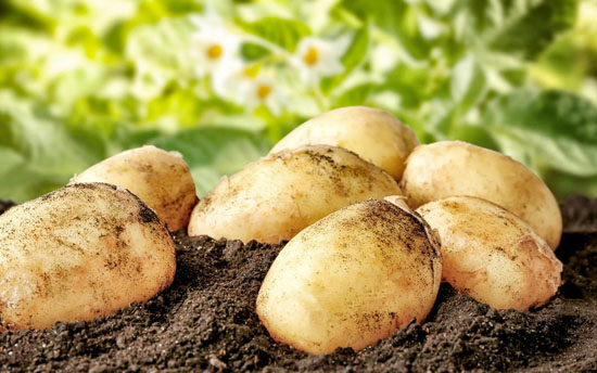 土豆促进生长的最好方法
