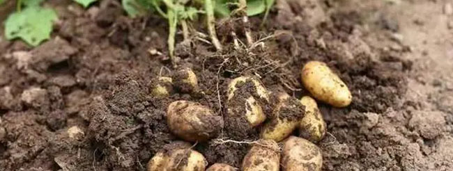土豆促进生长的最好方法