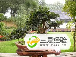 中华蚊母盆景制作与养护