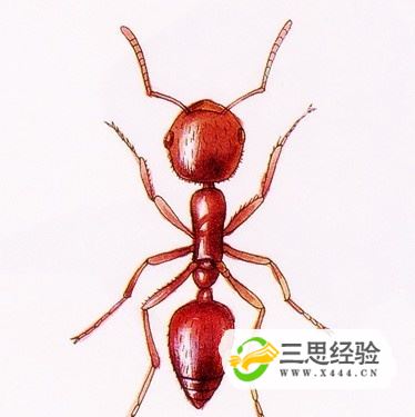 红蚂蚁乐团图片