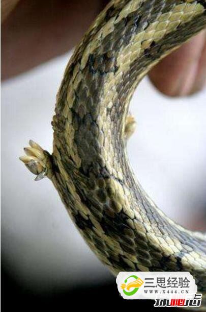 真足蛇是蛇的祖先，是蛇类曾经有脚的证明(图片)(图6)