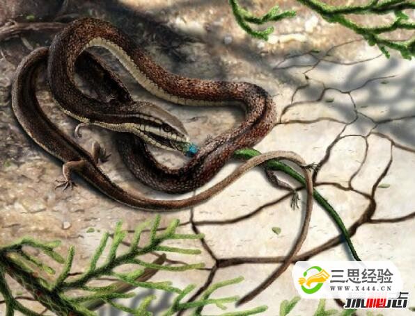 真足蛇是蛇的祖先，是蛇类曾经有脚的证明(图片)(图3)
