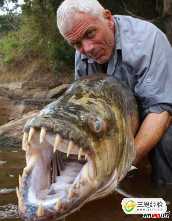 世界上最大的食人鱼:黄金猛鱼(体长133厘米重50千克)(图2)