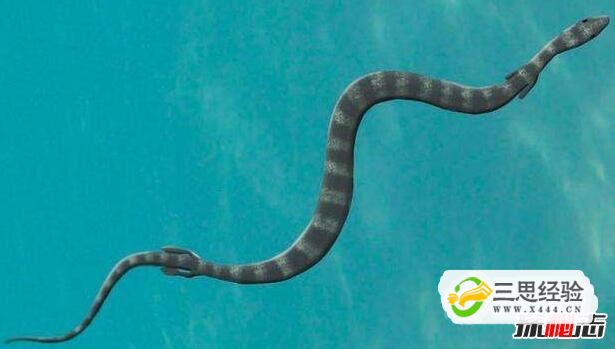 真足蛇是蛇的祖先，是蛇类曾经有脚的证明(图片)(图7)