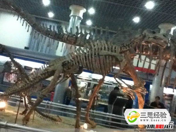 中国最强大的十大食肉恐龙,揭秘中国有哪些食肉恐龙(图5)