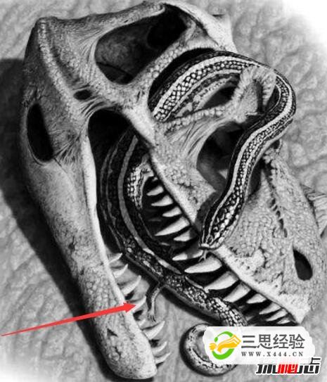 真足蛇是蛇的祖先，是蛇类曾经有脚的证明(图片)(图2)