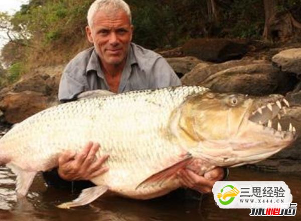 世界上最大的食人鱼:黄金猛鱼(体长133厘米重50千克)(图6)