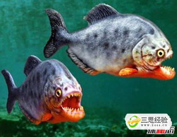 世界上最大的食人鱼:黄金猛鱼(体长133厘米重50千克)(图9)