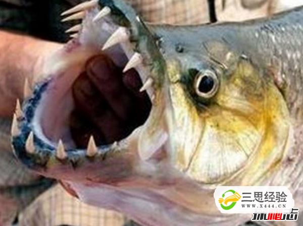 世界上最大的食人鱼:黄金猛鱼(体长133厘米重50千克)(图1)