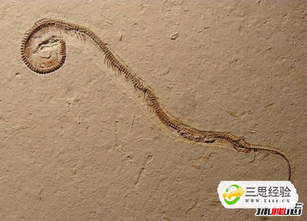 真足蛇是蛇的祖先，是蛇类曾经有脚的证明(图片)(图1)