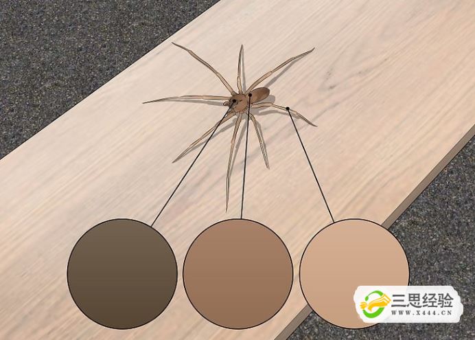 如何辨別出褐皮花蛛