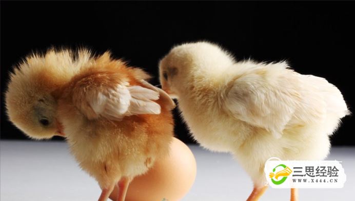 该怎样喂养刚出生的小鸡?